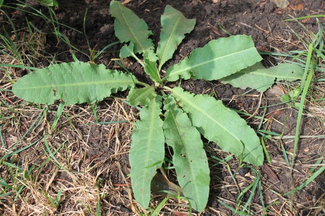 Jak walczyć z uciążliwymi chwastami - Poradnik krok po kroku
