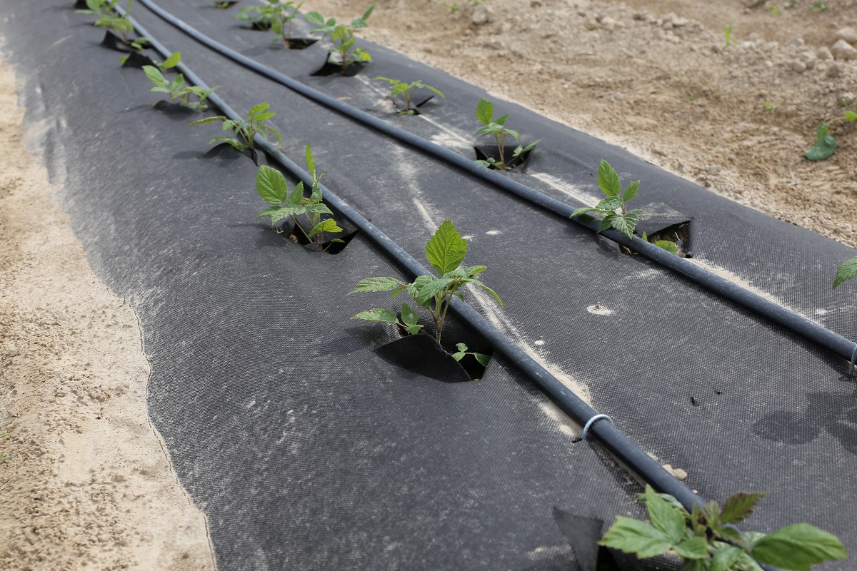Dlaczego warto kupić agrowłókninę czarną przeciw chwastom?
